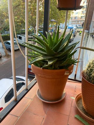Planta Aloe Vera Grande