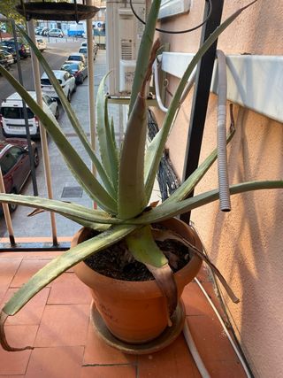 Planta Aloe Vera Grande
