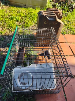 Terrario de cristal y jaula metálica