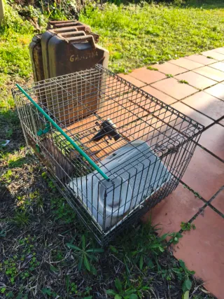 Terrario de cristal y jaula metálica