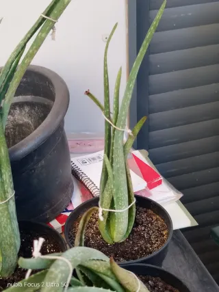 Plantas de Aloe Vera en maceta