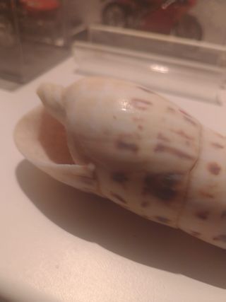 Conchiglia Marina Vintage Decorazione Casa