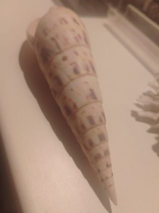 Conchiglia Marina Vintage Decorazione Casa