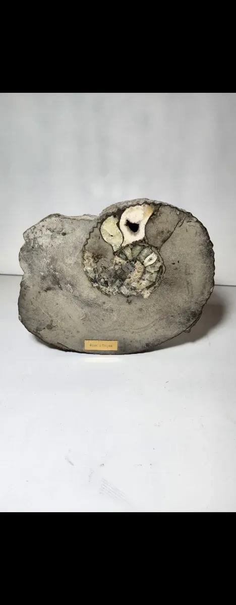 Fósil Grande Ammonite en Roca Natural