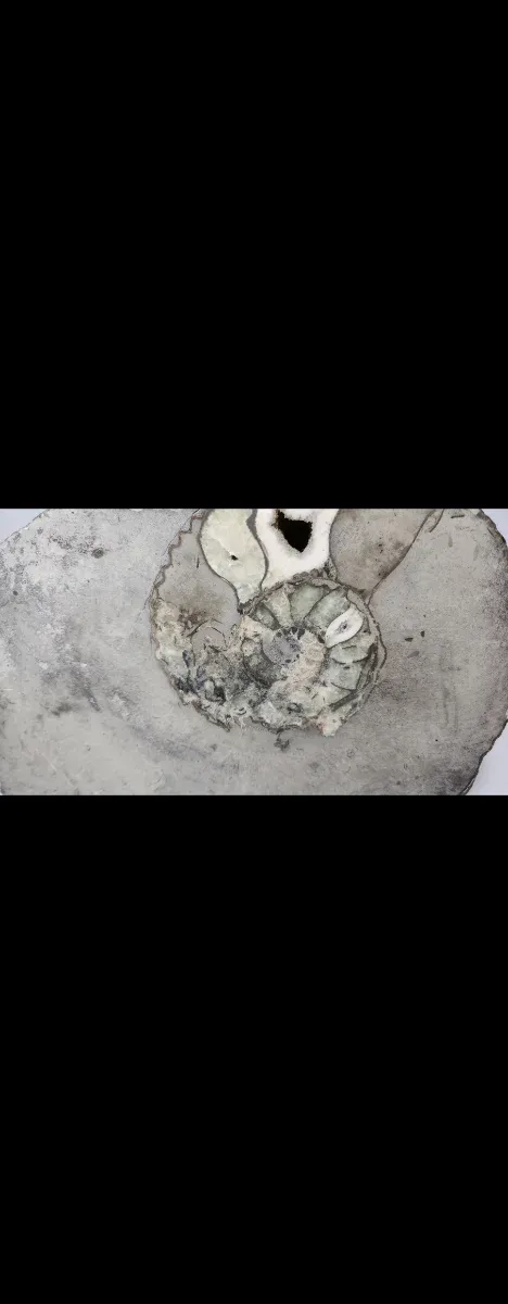 Fósil Grande Ammonite en Roca Natural