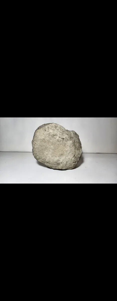 Fósil Grande Ammonite en Roca Natural