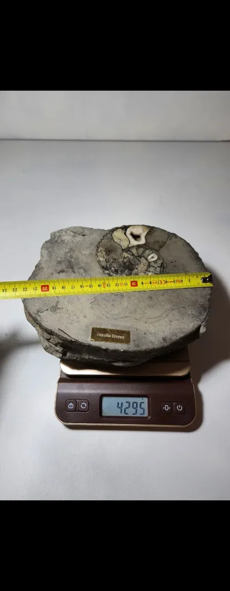 Fósil Grande Ammonite en Roca Natural