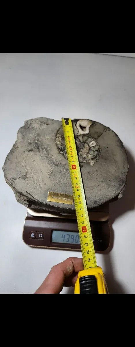 Fósil Grande Ammonite en Roca Natural