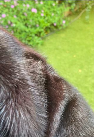 Espectacular abrigo tipo visón negro/marrón.