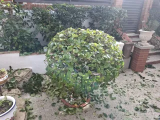 Jardinero profesional 632388890