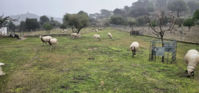 Finca rústica en venta