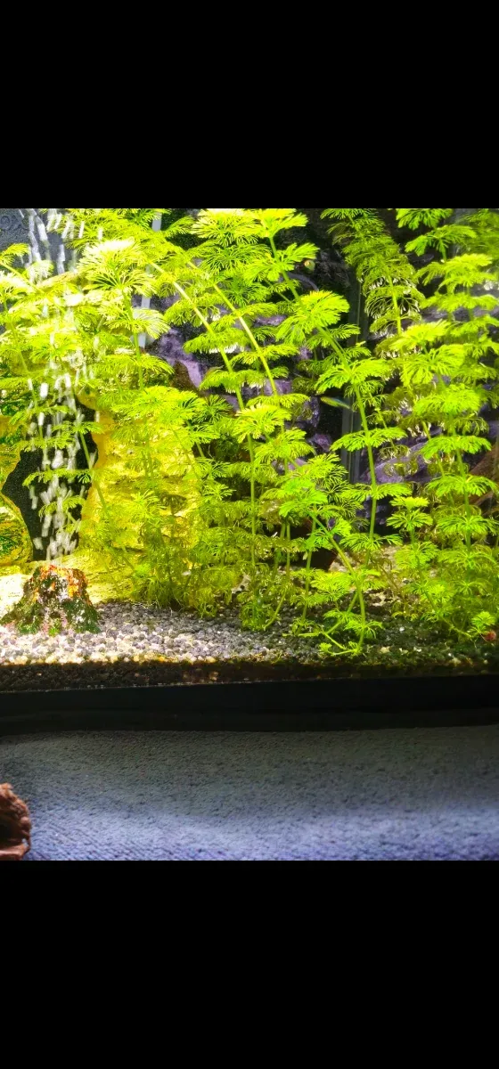 Plantas para acuario de agua dulce