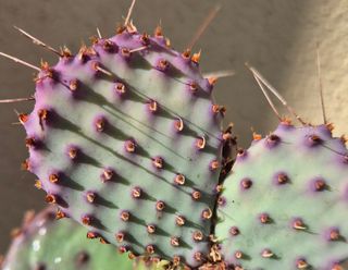 Opuntia Santa Rita - 4 talee