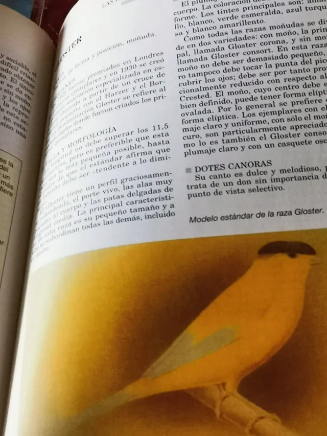 MANUALES PRÁCTICOS CANARIO, CD,PERIQUITO, DIAMANTE