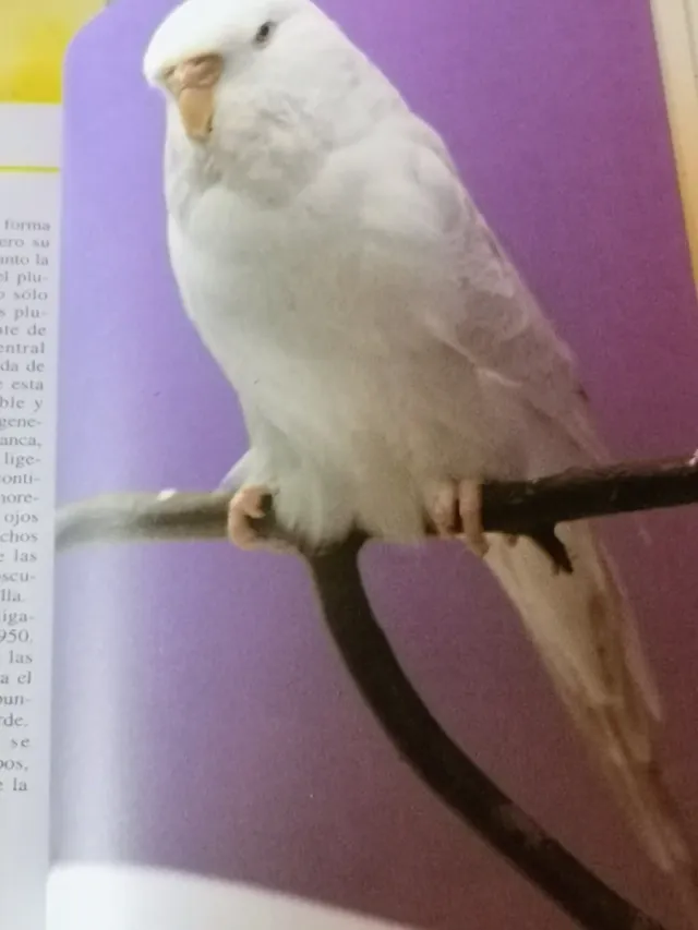 MANUALES PRÁCTICOS CANARIO, CD,PERIQUITO, DIAMANTE