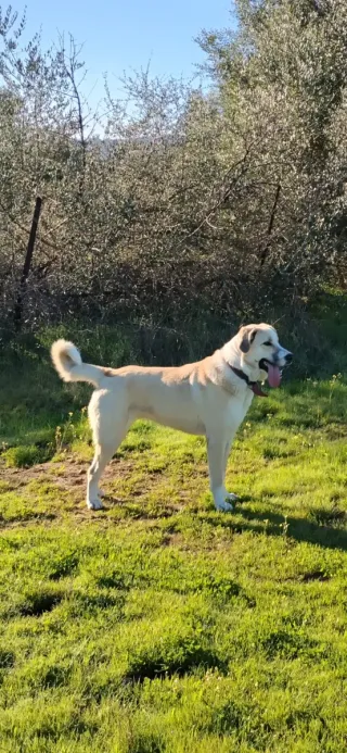 Cuidadora de perros y gatos