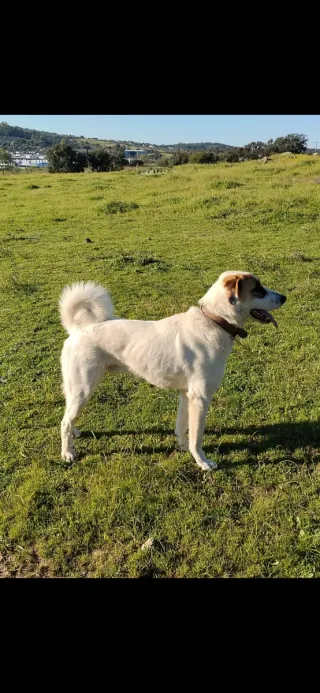 Cuidadora de perros y gatos