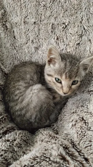 Cuidadora de perros y gatos