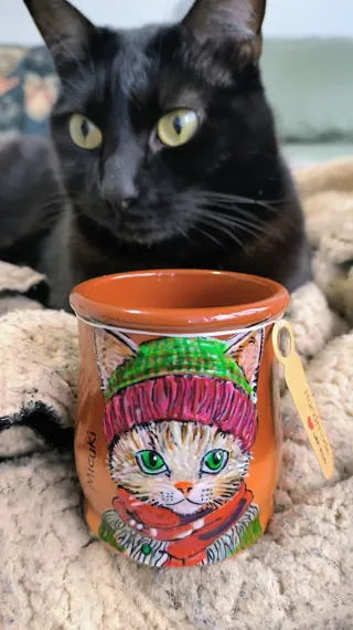 Cream, il gatto dagli occhi verdi