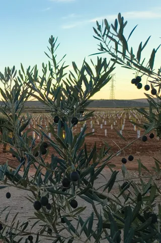 Protectores y tutores para plantas