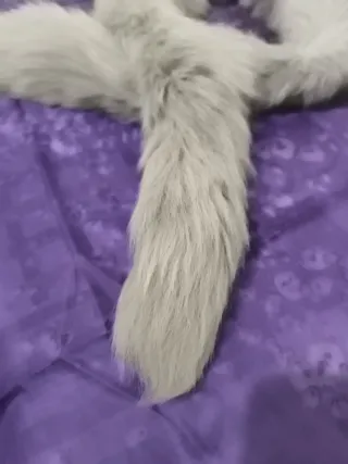 Estola de pelo ( piel natural) gris y blanco