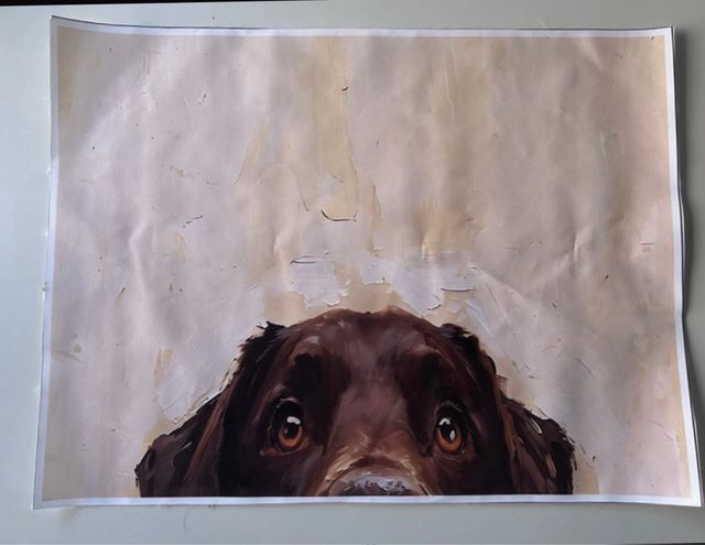 Lámina perro labrador chocolate