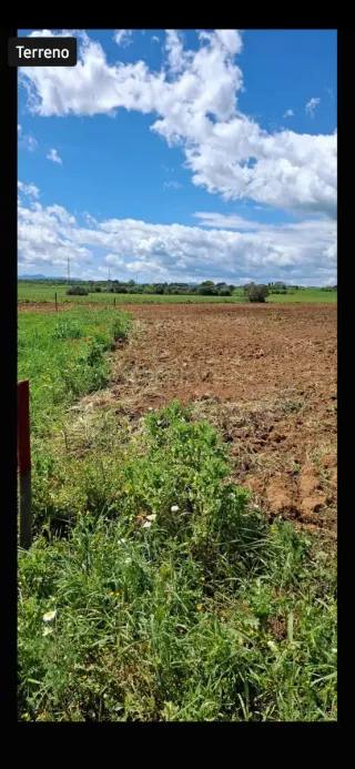 Terreno rústico con girasoles