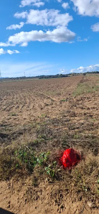Terreno rústico con girasoles