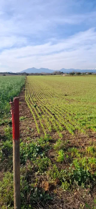 Terreno rústico con girasoles