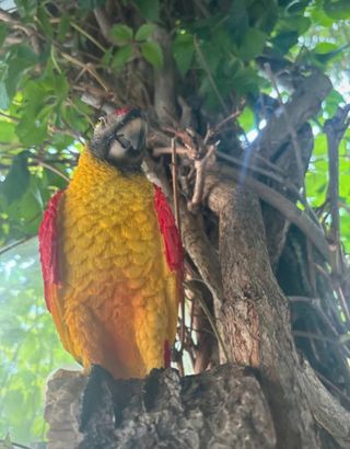 Pappagallo Decorativo Tropical 34cm