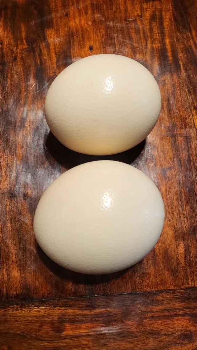2 Huevos de Avestruz Decorativos