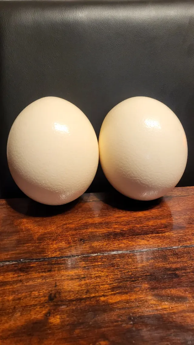 2 Huevos de Avestruz Decorativos