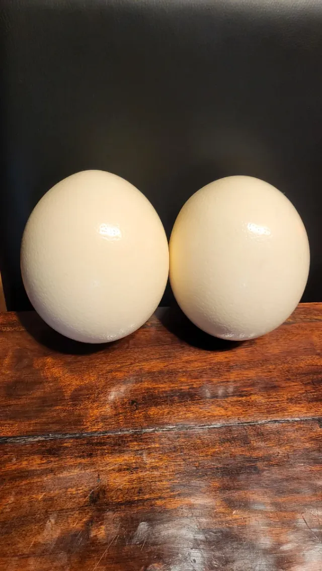 2 Huevos de Avestruz Decorativos
