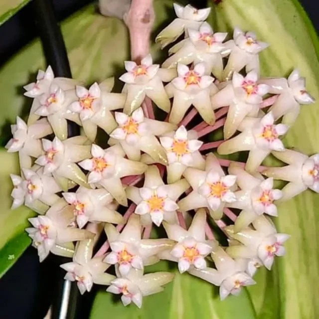 Hoya acuta variegata pianta