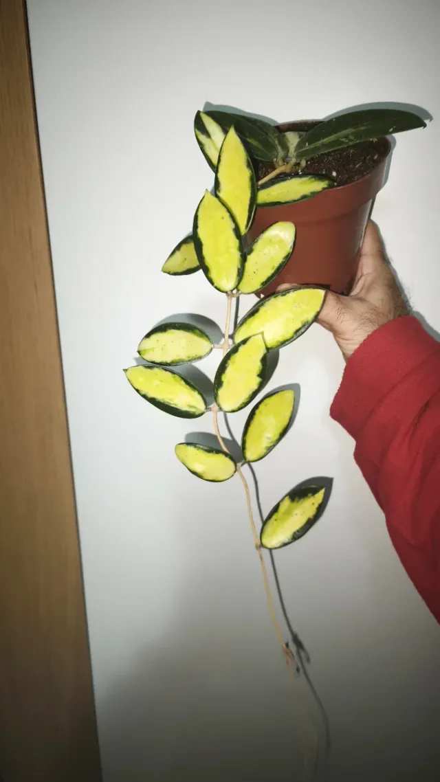 Hoya acuta variegata pianta