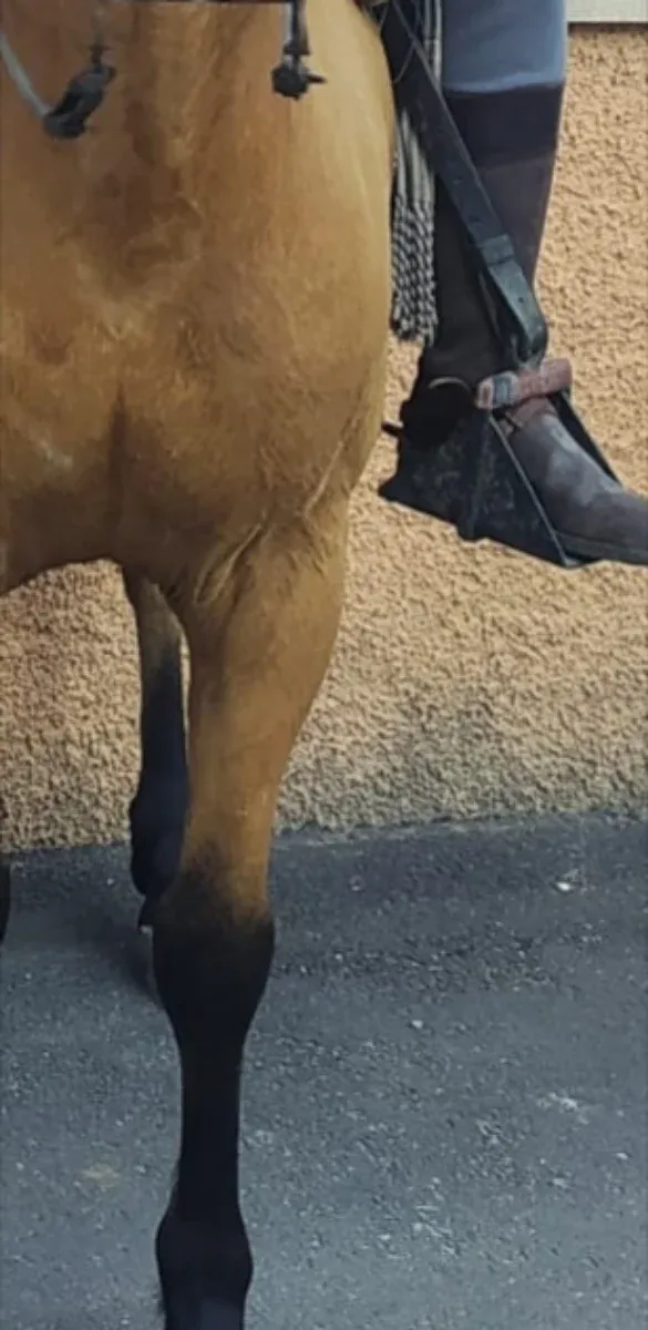 Botas de montar españolas de cuero marrón