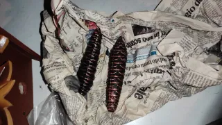 Orologio a cucù in legno da parete nuovo mai usato