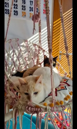 Hamaca para gato 45cm