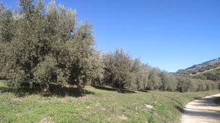 Terreno en venta en Montefrío