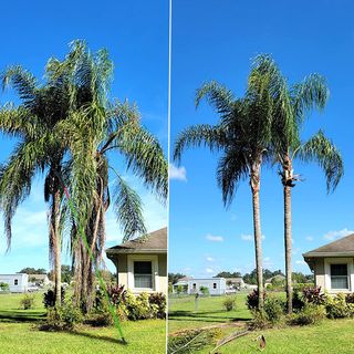 Sierra podar extensible 8m