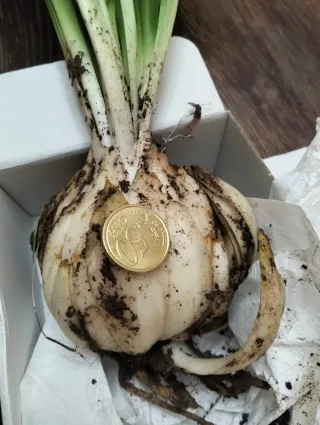 Bulbo Giglio San Antonio