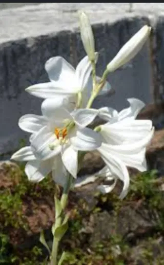 Bulbo Giglio San Antonio