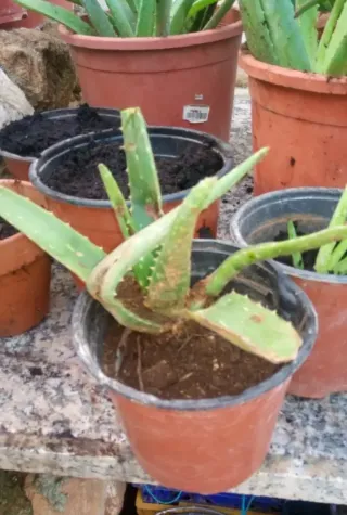 Plantas de Aloe Vera