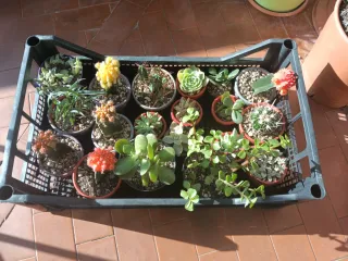 Piantine miste in vaso, idea regalo