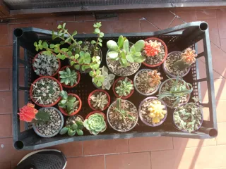 Piantine miste in vaso, idea regalo