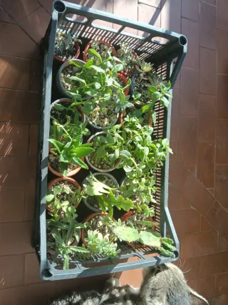 Piantine miste in vaso, idea regalo