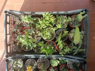 Piantine miste in vaso, idea regalo