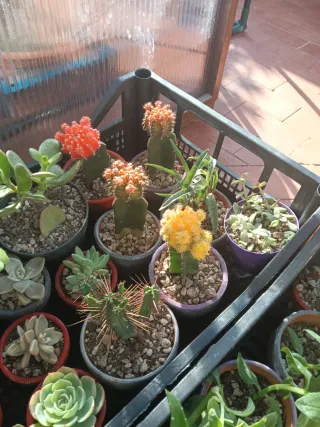 Piantine miste in vaso, idea regalo