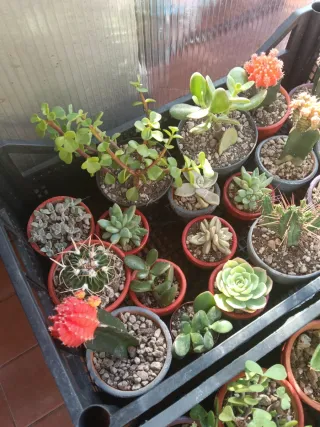 Piantine miste in vaso, idea regalo