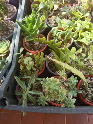 Piantine miste in vaso, idea regalo